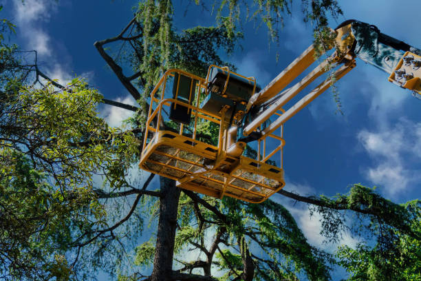 How Our Tree Care Process Works  in  Kenvil, NJ