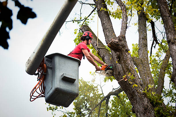 Best Tree Cabling and Bracing  in Kenvil, NJ
